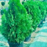 Cedar Tree Outdoor Plants UAE