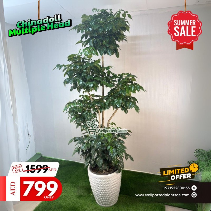 Chinadoll_Multiple_Head_in_White_Plants_UAE.jpg Chinadoll Multiple Head in White Plants UAE - Image 1