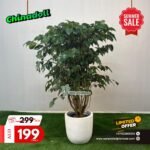 Chinadoll Single Head Plants UAE