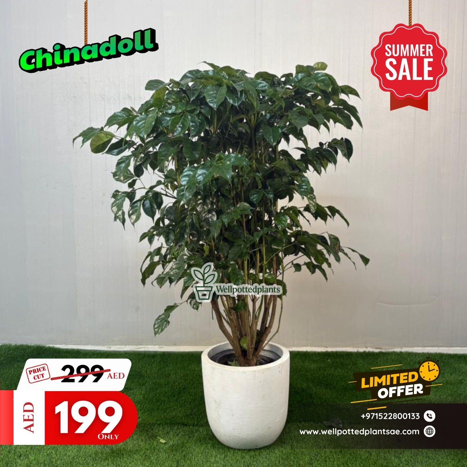 Chinadoll_Single_Head_Plants_UAE.jpg Chinadoll Single Head Plants UAE - Image 1
