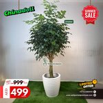 Chinadoll XL Promo Plants UAE