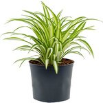 Chlorophytum Comosum - Spider Plant - Variegatum