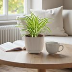 Chlorophytum Comosum - Spider Plant - Variegatum - Image 2