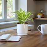 Chlorophytum Comosum - Spider Plant - Variegatum - Image 3