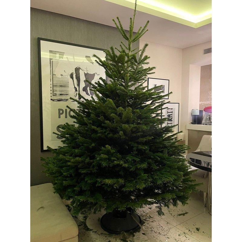 Christmas_Tree_1.5m_to_1.7m_in_White_Pot_Plants_UAE.jpg Christmas Tree 1.5m to 1.7m in White Pot Plants UAE - Image 1