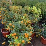 Citrus Mandarin Orange Tree Plants UAE