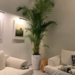 Clearance Sale Areca Big 2.5m to 3m Plants UAE