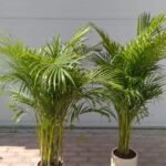 Clearance Sale Areca Bundle Plants 130-140cm - Image 2