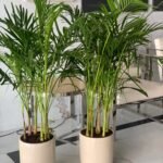 Clearance Sale Areca Bundle Plants 130-140cm - Image 4