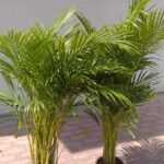 Clearance Sale Areca Bundle Plants 130-140cm - Image 3