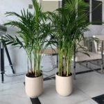 Clearance Sale Areca Bundle Plants 130-140cm