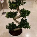 Clearance Sale Bonsai Plants Dubai