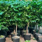 Clearance Sale Chinadoll in Plastic Promo Plants UAE