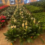 Clearance Sale Peace Lily Premium Promo Plants UAE