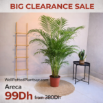Clearance Sale Indoor Plants UAE
