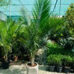 Coconut Majesty Palm Tree Plants Dubai