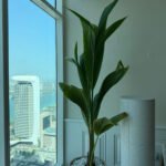 Coconut Tree in Beige Indoor Balcony Plants Dubai