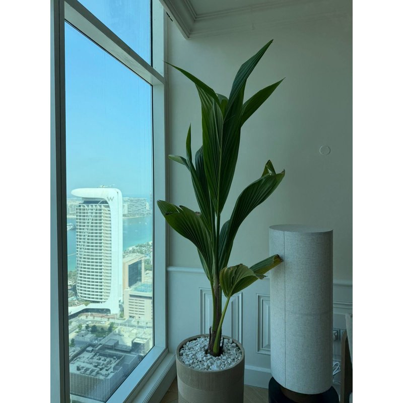 Coconut_Tree_in_Beige_Indoor_Balcony_Plants_Dubai.jpg Coconut Tree in Beige Indoor Balcony Plants Dubai - Image 1