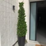 Cone-Shaped Bushy Ficus Plant (2.5m–3m) Outdoor Plants UAE