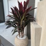 Corline Premium in Fiber Plants UAE