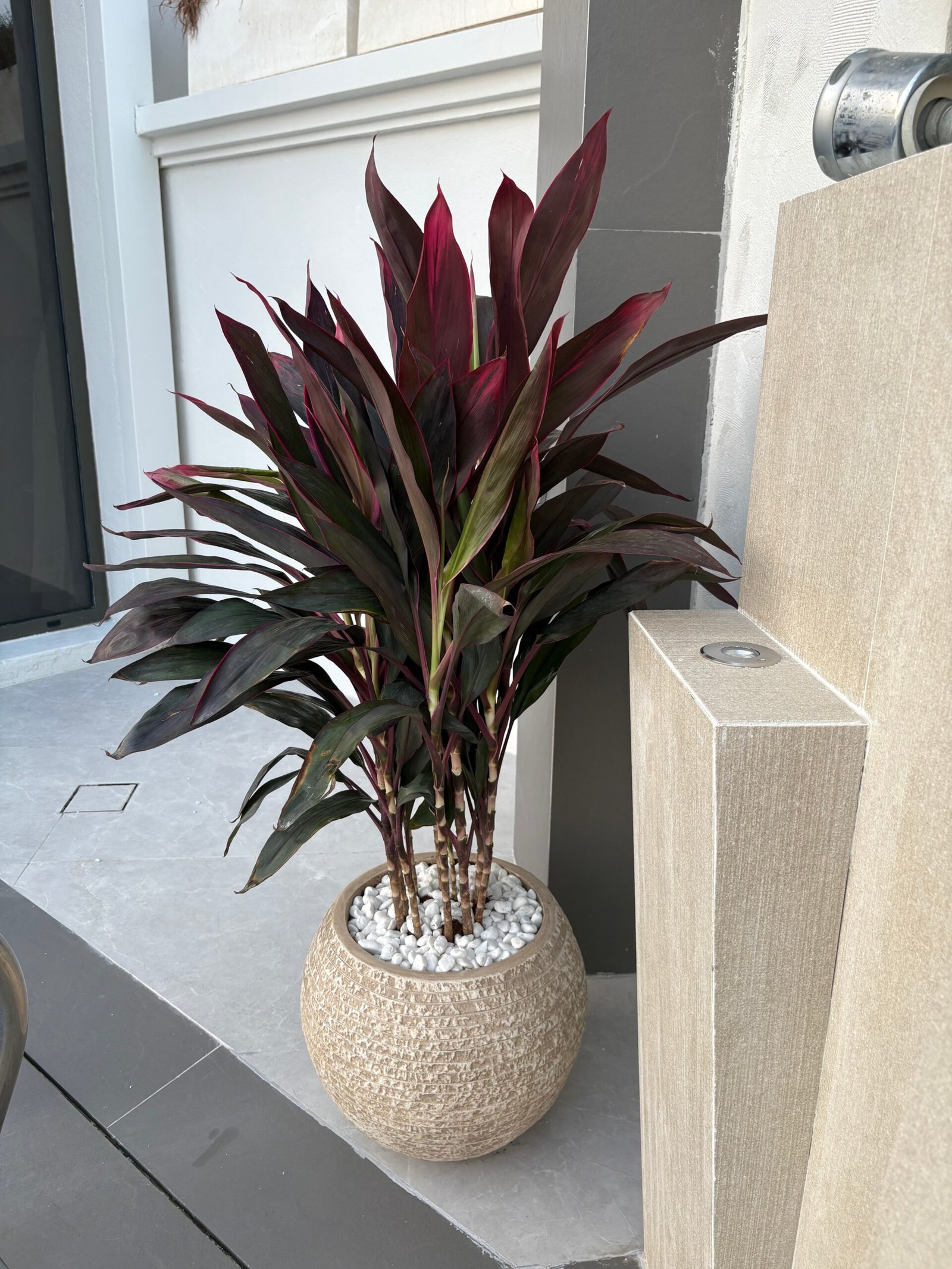 Corline_Premium_in_Fiber_Plants_UAE.jpg Corline Premium in Fiber Plants UAE - Image 1