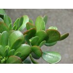 Crassula ovata - Money Tree -Jade Plant - Image 2