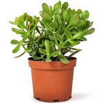 Crassula ovata - Money Tree -Jade Plant