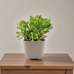 Crassula ovata - Money Tree -Jade Plant - Image 3
