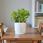 Crassula ovata - Money Tree -Jade Plant - Image 6