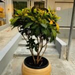 Croton Large Outdoor Plants UAE