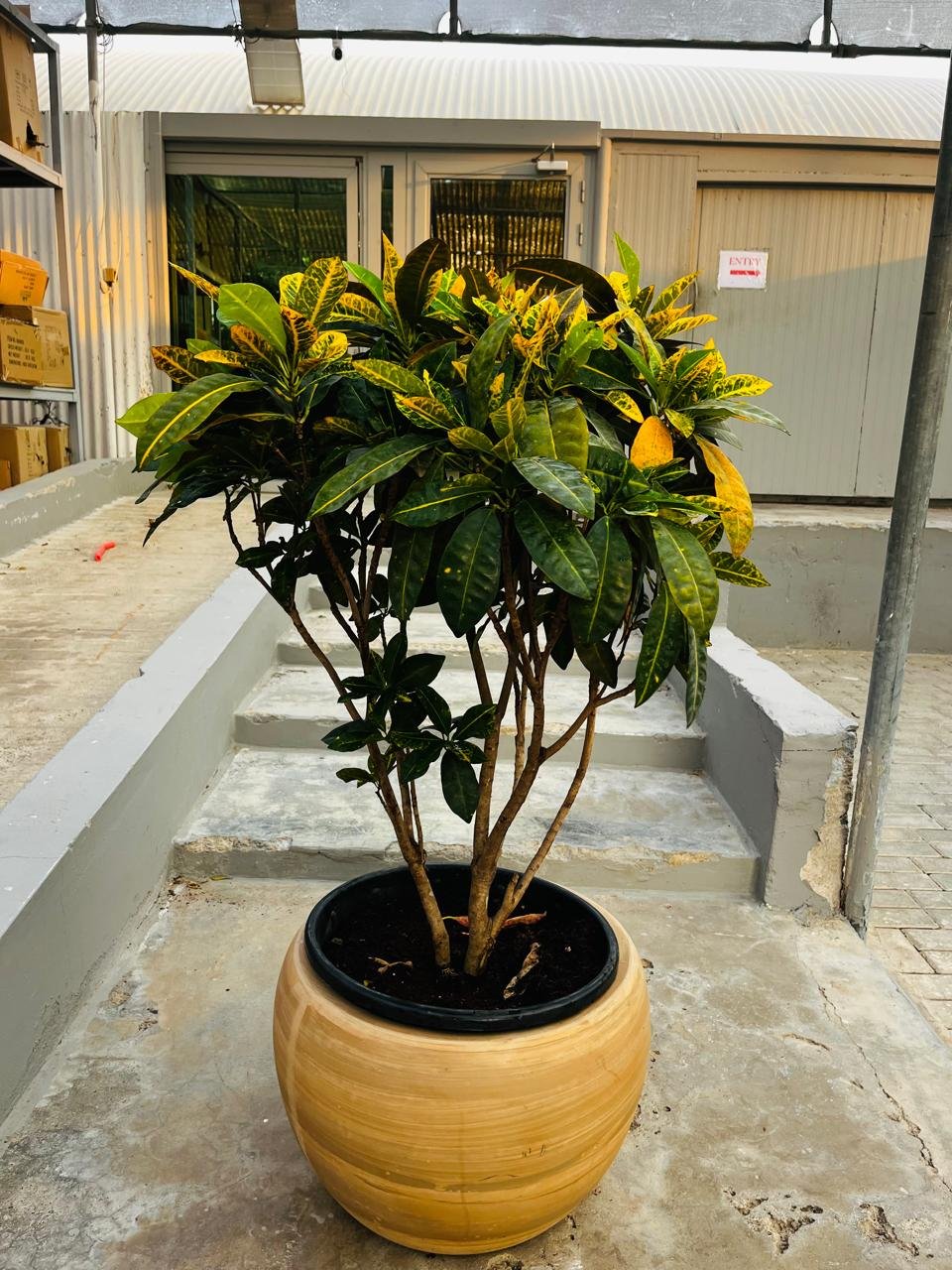 Croton_Large_Plants_UAE.jpg Croton Large Outdoor Plants UAE - Image 1