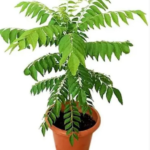 Curry Leaf in Plastic Pot Plants UAE