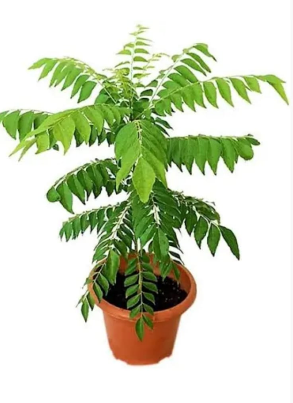Curry_Leaf_in_Plastic_Pot_Plants_UAE.png Curry Leaf in Plastic Pot Plants UAE - Image 1