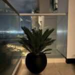 Cycas in Fiber Plants Dubai Online