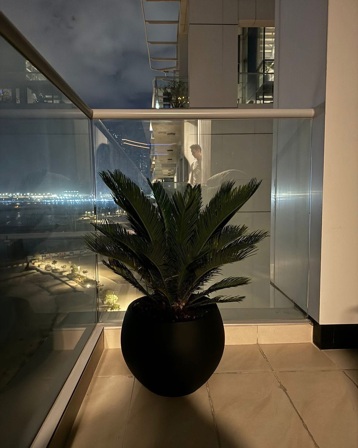 Cycas_in_Fiber_Plants_Dubai_Online.jpg Cycas in Fiber Plants Dubai Online - Image 1