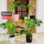 Monstera PROMO