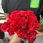 Fresh Flowers Carnation 12pcs Best Seller - Image 2