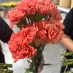 Fresh Flowers Chrysanthemum 12pc Best Seller - Image 3