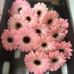 Fresh Flower Daisy 12pcs Best Seller - Image 4