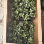 Table Plant Desk Plant Succulent Indoor Plants Dubai - Image 5