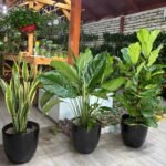 Air Purifying Bundle 2 Plants UAE - Image 2