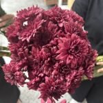 Fresh Flowers Chrysanthemum 12pc Best Seller - Image 2