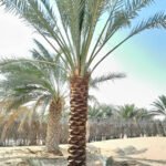 Date Palm Premium 2m Plants UAE