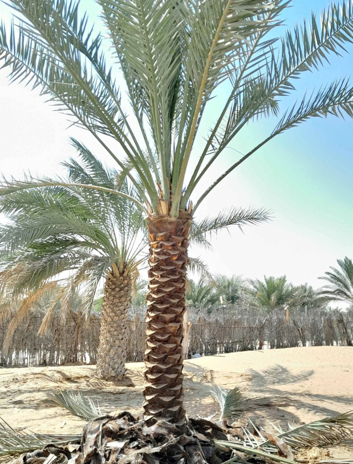 Date_Palm_Premium_2m_Plants_UAE.jpg Date Palm Premium 2m Plants UAE - Image 1