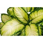 Dieffenbachia Camilla - Camellia - Dumb Cane Plant - Image 4