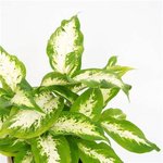 Dieffenbachia Compacta Plant - Image 4