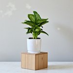 Dieffenbachia Tropic Snow Plant (Dumb Cane) - Image 3