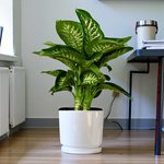 Dieffenbachia Tropic Snow Plant (Dumb Cane) - Image 5