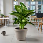Dieffenbachia Tropic Snow Plant (Dumb Cane) - Image 4