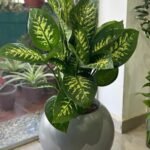 Dieffenbachia Premium in Fiber Pot Indoor Plants| 130cm